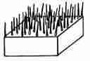 Spinulose